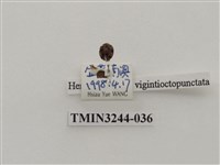 藏品(茄二十八星瓢蟲)的圖片